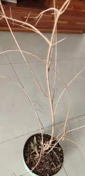 有什么方法可以让树根烂了(树根如何快速腐烂)