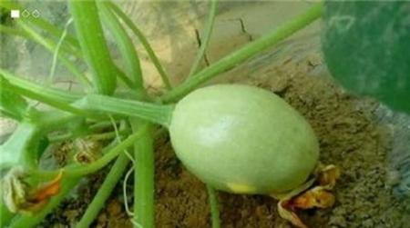 金丝绞瓜种植技术视频(浇水瓶子怎么画)