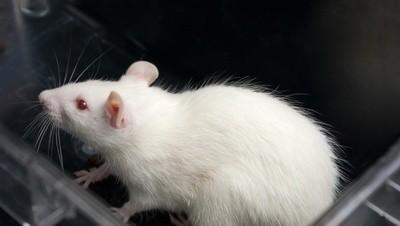 2020年属相是属什么的(地支子为鼠是什么生肖)