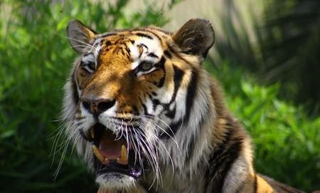 属虎的人适合赌博吗(十赌九输的生肖)