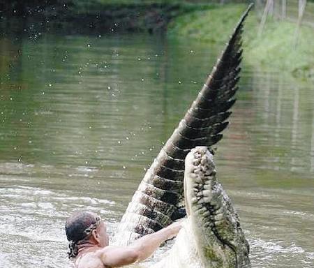 冷血动物是什么意思?是没有感情吗?(为什么说冷血动物没有感情)