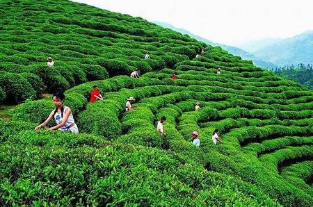 如何打造自己的茶叶品牌