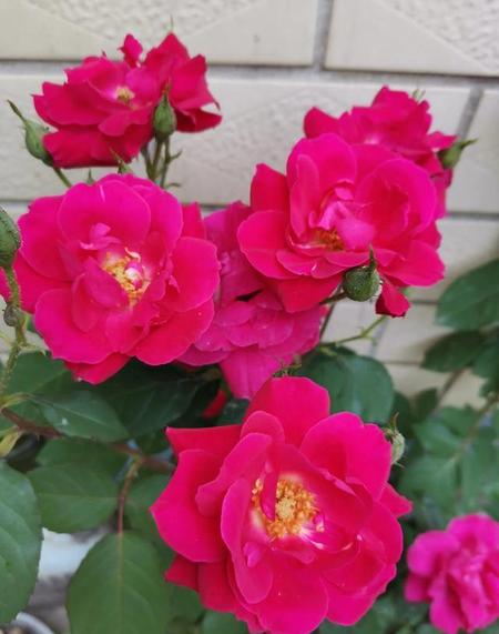 耐寒冬季开花的庭院花卉(较耐寒的庭院花卉有哪些)