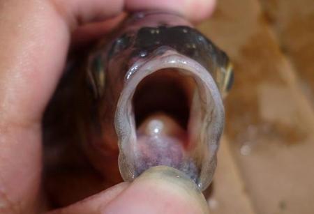 鱼都有舌头吗(舌底的两侧肉芽)