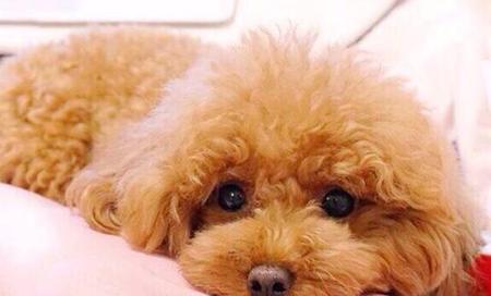 狗狗每天吃蛋黄好吗(幼犬一天一个蛋黄好吗)