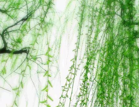 贺知章的咏柳诗的解释(咏柳贺知章古诗的意思及赏析)