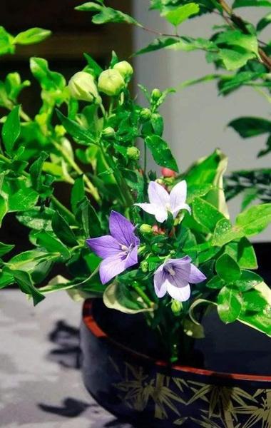 万物皆有灵草木亦有心后面的句子什么(万物有灵草木有心)