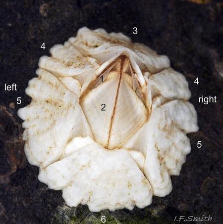 附在鲸鱼身上东西叫啥(鲸鱼身上的藤壶是什么东西)