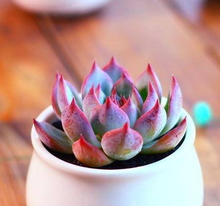 适合卧室养的多肉有哪些(适合室内养的多肉植物有哪些)