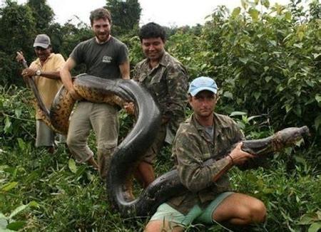 蟒和蚺有什么区别