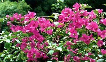 花无百日红,人无千日好,什么意思(花无百日红人无千日好什么意思)