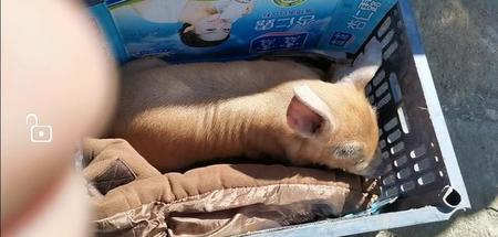 仔猪急性肠胃炎如何治疗(肠炎吃土霉素)