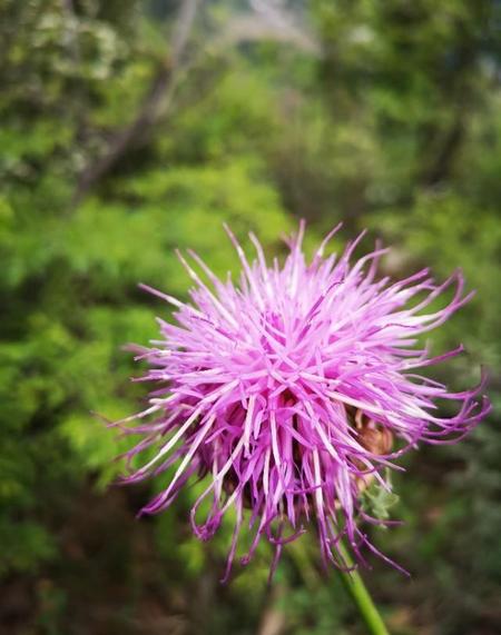 怎样拍出兰花的美丽