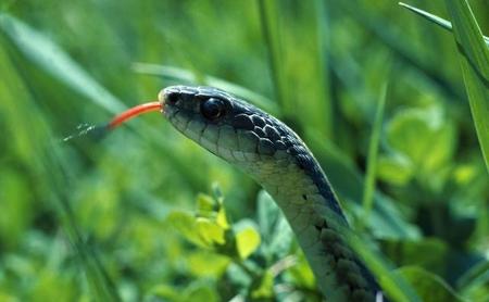 蛇不能打死是不是迷信(为什么蛇进家门不能打)