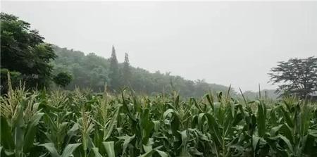 最诡异的失踪案(诡异失踪事件)