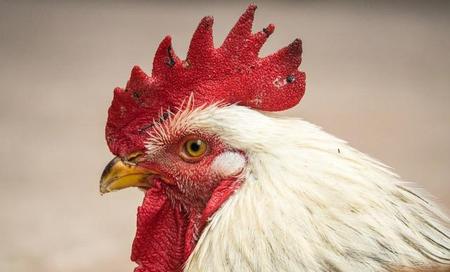 蜈蚣有毒为什么鸡吃了没事(蜈蚣为什么毒不死公鸡)