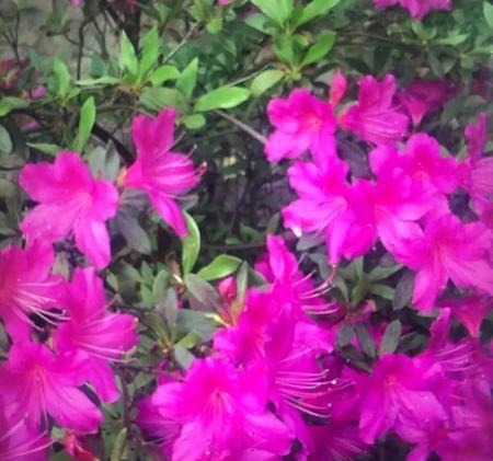 历史上姓杜的名人(历史姓杜的名人有哪些)