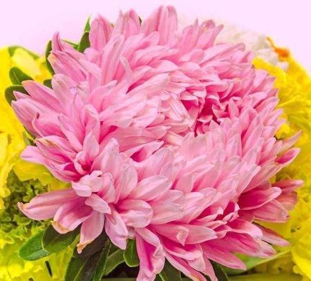 十月份菊花还能扦插吗(菊花十月份扦插能活吗)