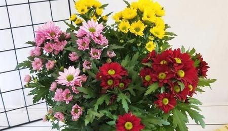 雏菊几月开花(雏菊花的花期是几月份)