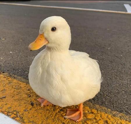 非常烂的小说(烂片 小说)