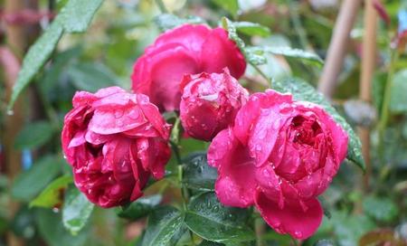 月季初冬长出的笋芽(月季初冬发的笋芽怎么办)