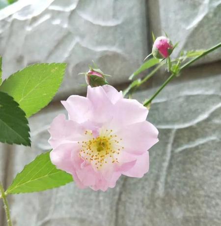 很有文艺的句子(文艺范儿的句子小清新)