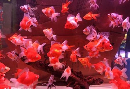 金鱼为什么养了几天就死了(垃圾桶怎么花?)