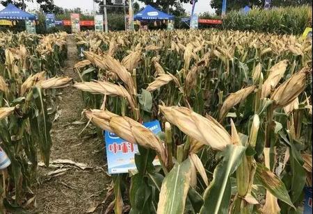 中科玉505这个玉米品种怎么样