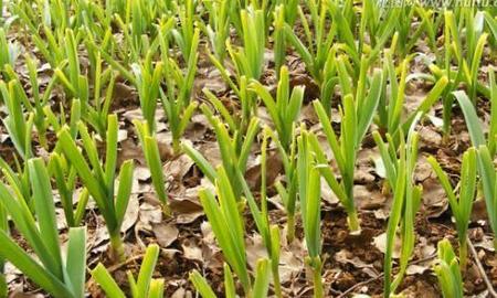 洋葱种植管理方法(洋葱种植技术和管理方法)