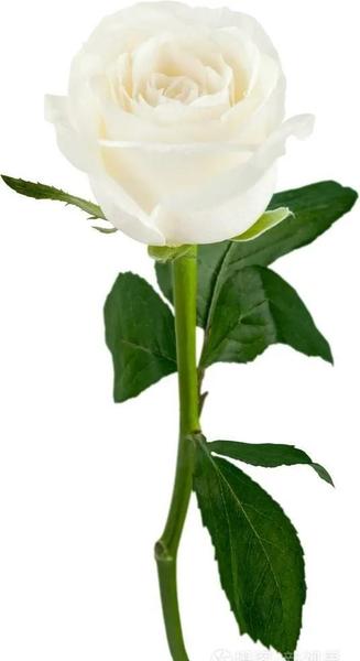 女人永远不要给别人做情人(过街的老鼠人人喊打)