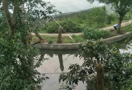 田螺怎么做好吃又简单