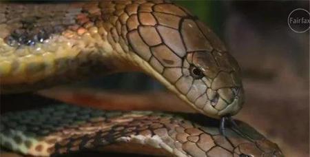 为什么眼镜王蛇会吃自己的同类(眼镜王蛇在蛇类中有天敌吗)