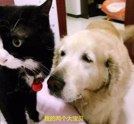 狗翻肠是怎么回事(狗狗翻肠是怎么回事)