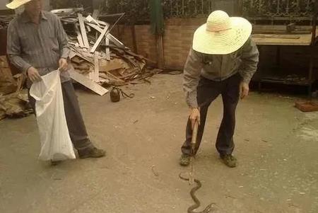 捕蛇人为什么敢抓毒蛇(蛇为什么怕捕蛇人)