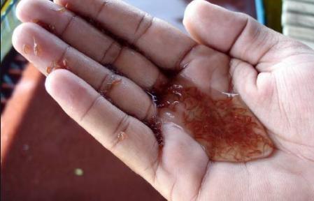 如何培育丰年虫