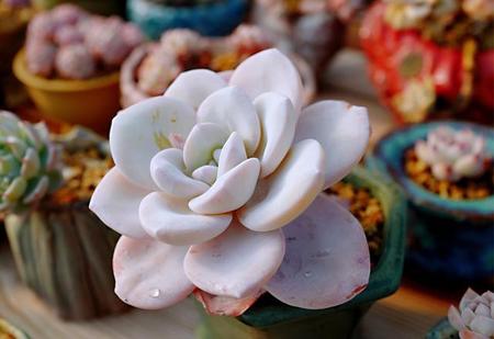 多肉根粉蚧怎么办(多肉植物生根粉的正确用法!)