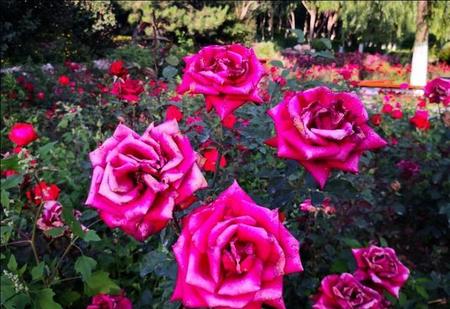 对一个陌生人一见钟情了怎么办(对陌生人一见钟情怎么办)