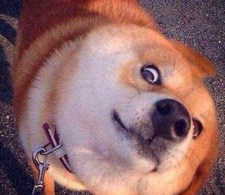 狼和狗亲缘关系近吗(鬣狗是怎么繁殖后代的)