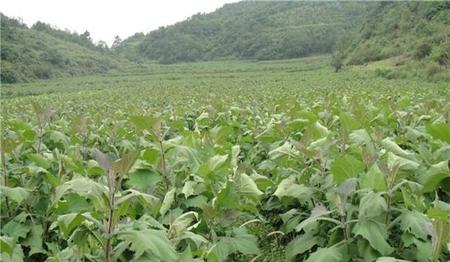 雪莲果苗什么时候种最好