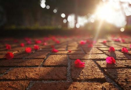 爱过方知情重,醉过才知酒浓(胡适 醉过方知酒浓 爱过方知情重)