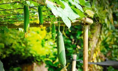 丝瓜有什么作用百度百科(丝瓜的功效和作用营养价值)