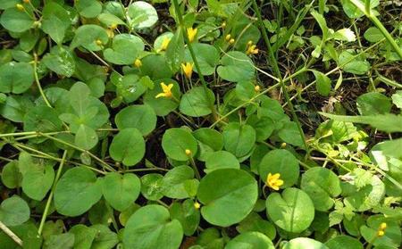 金钱草是铜钱草是一个名字的吗(铜钱草的区别)