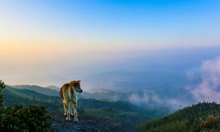 猫会投胎转世找主人么(猫咪死了后会重新投胎转世吗)