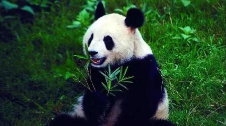 大熊猫除了吃竹子还能吃什么东西(动物的本能)
