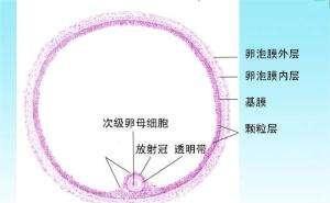 卵泡少做试管婴儿成功率高吗