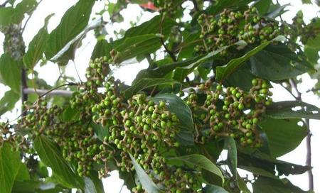 拐枣子泡水喝的功效(没吃过的东西)