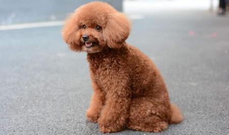 狗真的会狗仗人势吗(为什么狗仗人势)