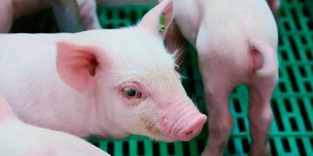 乳猪烤法流程(烤乳猪的制作方法)