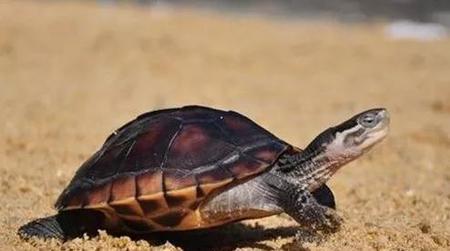 乌龟能活一千年吗(千年王八万年龟真能活这么久吗)