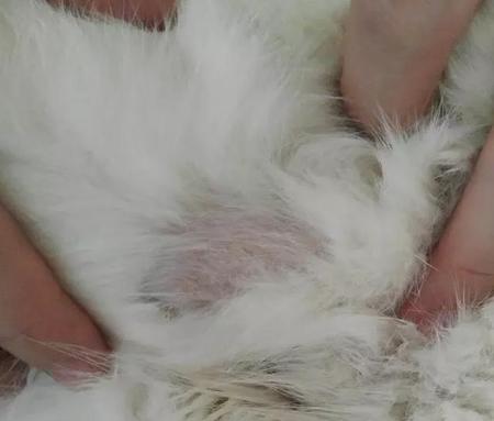 猫猫有猫藓怎样治疗